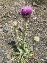 asteraceae panosundaki pin