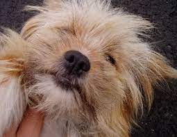 Our healthy dog treats and snacks are made without any processed sugars, additives or preservatives. Hunderassen Sapsali Sapsaree