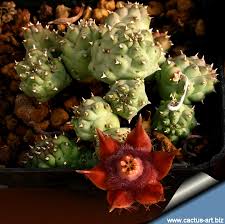 Image result for Duvalia polita