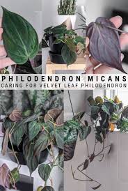 Philodendron Micans Care How To Keep Velvet Leaves Healthy In 2020 Philodendron Philodendron Plant Plants