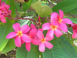 Image result for Plumeria rubra
