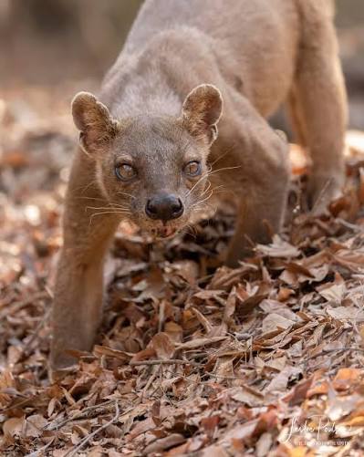 MADAGASCAR: The fossa (pronounced foosa) is the largest mammalian predator  in Madagascar at roughly 2-3 times the size of a housecat and they are  incredibly unique in too many ways for an
