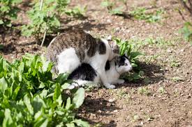 What Your Need To Know About Feline Sexual Behavior Lovetoknow