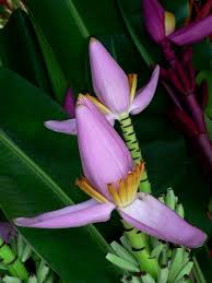 Epingle Par Mimosa Sur Caribbean Tropical Flowers Plants Fruits And Trees Fleur De Bananier Fleurs Exotiques Fleurs Insolites