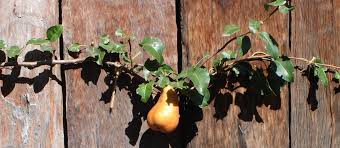 Three miles west of mansfield mo, 1/2 mile south of highway 60. A Guide To Fruit Trees In The Home Garden The Planthunter