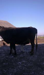 Anunturi :vaci de vanzare mures. Vand Vaca Vitel Vand 2 Vaci Cu Lapte Si Vitei