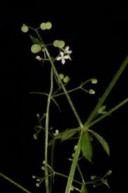 Image result for Gomphocarpus kaessneri