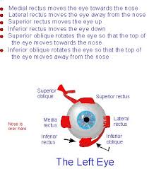 Diagram Of Extraocular Muscles