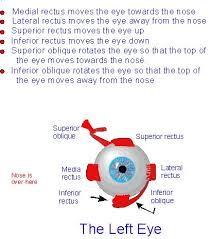 diagram of extraocular muscles