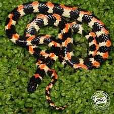 Image result for Leucas capensis