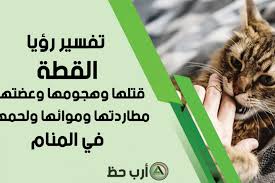 تفسير حلم قتل القطة معنى رؤية هجوم عضة مطاردة مواء لحم القطة في المنام ارب حظ