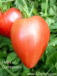 Sweet hearts tomato is hybrid, indeterminate grape tomato variety with brilliant red color and tomatoes are in the nightshade family along with peppers and eggplant. Chileplants Com Heart Of Compassion Live Tomato Plant