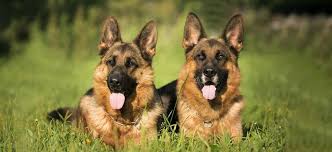 Are German Shepherds Aggressive