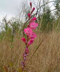Image result for Gladiolus crassifolius