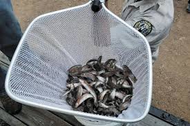 CPW restoring rare Hayden Creek cutthroat to stream