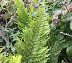 Wild edible & medicinal plants courses wilderness survival courses about the author: filip tkaczyk is a periodic guest teacher at alderleaf. Ferns Our Familiar Little Fronds Golden Gate National Parks Conservancy
