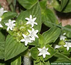 Image result for Richardia brasiliensis