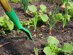 Check spelling or type a new query. How To Make A Vegetable Garden From Scratch Saga