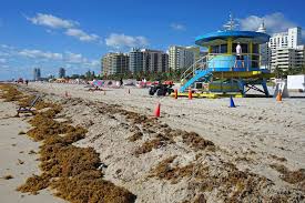 Caribbean Beaches Dig Out From Massive Seaweed Invasion - The New York Times