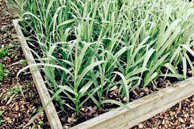 An zwei möglichen zeitpunkten kann knoblauch im garten angepflanzt werden und das ist der februar oder der oktober (mitte). Knoblauch Pflanzen Anbauen Ernten Und Lagern Wurzelwerk