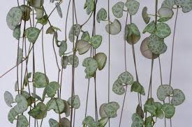 Image result for Ceropegia breviflora