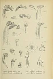Image result for Zeuxine africana