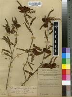 Image result for Kotschya