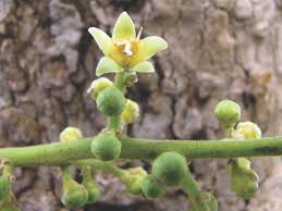 Image result for Anacardium