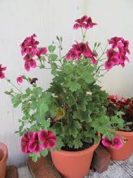 Image result for Pelargonium domesticum round-leaved bushy