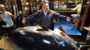 The flesh of this fish eaten as food: Tuna King Kiyoshi Kimura On His Most Expensive Fish Bbc News