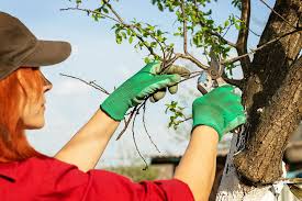 When would be a good time to call you? The Best Time To Prune Trees And Shrubs