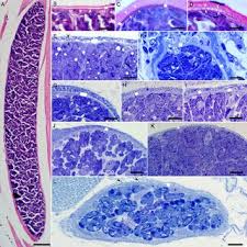 The last camel surviving the cradle of the camel evolution, north america, was camelops hesternus, which 2. Pdf A Review Of Sarcocystosis In Camels And Redescription Of Sarcocystis Cameli And Sarcocystis Ippeni Sarcocysts From The One Humped Camel Camelus Dromedarius