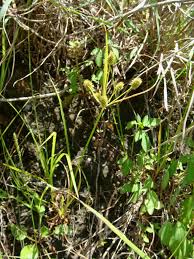 Image result for Cyperus cyperoides