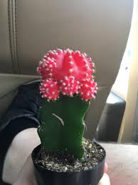 It won't live as long as a normal. Reddit What Should I Name My Moon Cactus Marijuanaenthusiasts