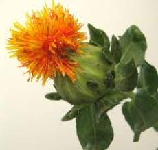 Blooming Flower Safflower Oil Benefits Oil Benefits Safflower Oil