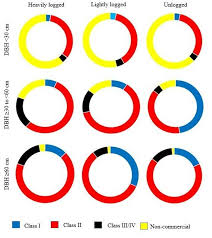 Image result for Lasiodiscus pervillei