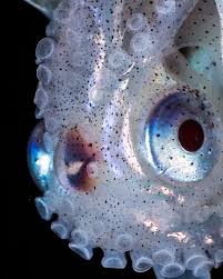 Image result for Dissotis irvingiana