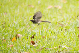 Sampai sekarang, telah berkembang cukup banyak penangkaran yang dilakukan para penghobi burung. Burung Sambar Murai Gila Murai Gila Merbah Gila Kipasan Belang Malaysian Pied Fantail Rhipidura Javanica Alam Bersulam Bahasa