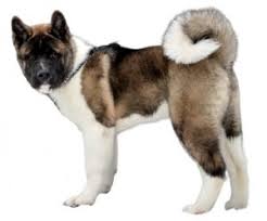 The two types did not diverge until after world war ii. American Akita All About This Breed Dogsplanet Com