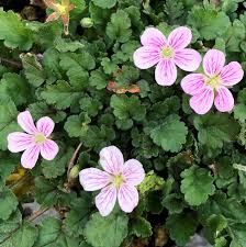 Image result for Eriosema erici-rosenii