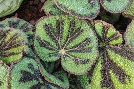 Image result for Begonia wollastonii