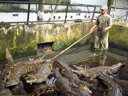 Apakah memang mirip dgn rumah adat dayak yg ada di pontianak, kalbar? Kualanamu Medan