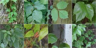 Boston ivy (parthenocissus tricuspidata) readily climbs masonry and wooden walls with no trellis. Eastern Poison Ivy Vs Boston Ivy Identification Bplant Org