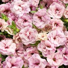 We did not find results for: A Million Reasons To Love Million Bells Mcdonald Garden Center