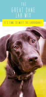With hunting dogs for parent breeds, this energetic mix loves. Great Dane Lab Mix Breed A Complete Guide To The Labradane Dog