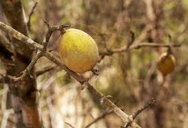 Image result for Gardenia ternifolia