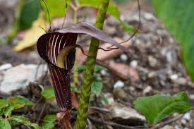 Image result for Arisaema