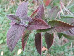 Some of the most common diseases found on flowers the home garden include powdery mildew, gray mold (botrytis), and black spot. Bee Balm Little Backyard World
