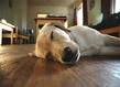 Bamboo Flooring Pros and Cons - BuildDirect