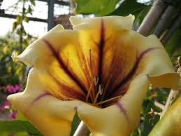 Image result for Solandra maxima